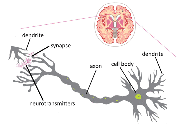 A nerve cell