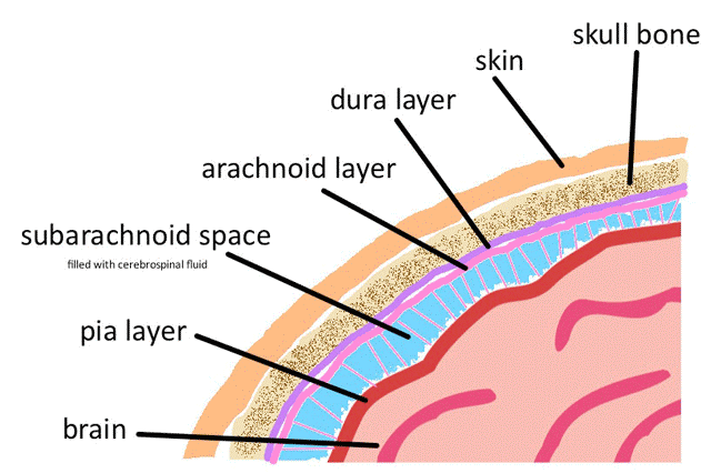 Meninges covering the brain