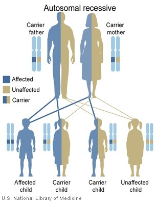  Autosomal Recessive