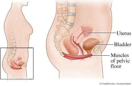 bladder-side-view.jpg