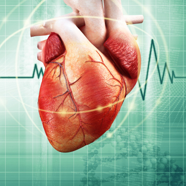 Heart%20and%20Blood%20Vessels